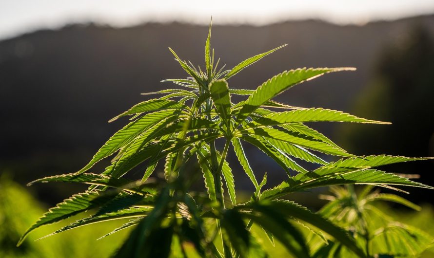 Проращивание семян конопли методы и советы