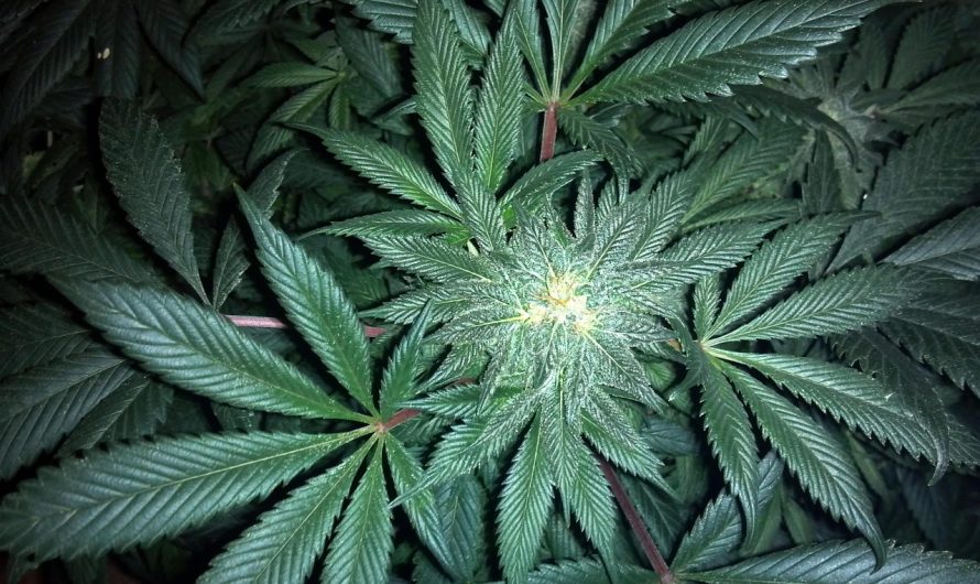 Семена конопли в США переживают новый виток популярности