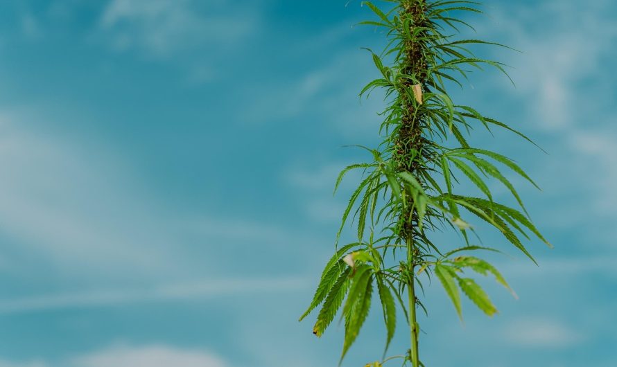 Выращивание семян марихуаны дома преимущества и особенности