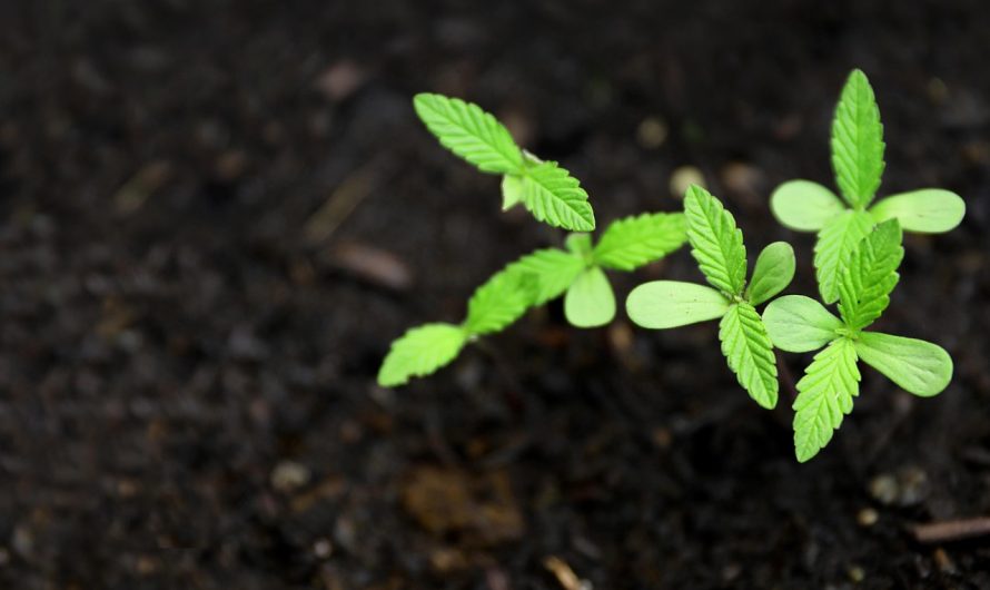 Шоколад с семенами конопли новое слово в кулинарии