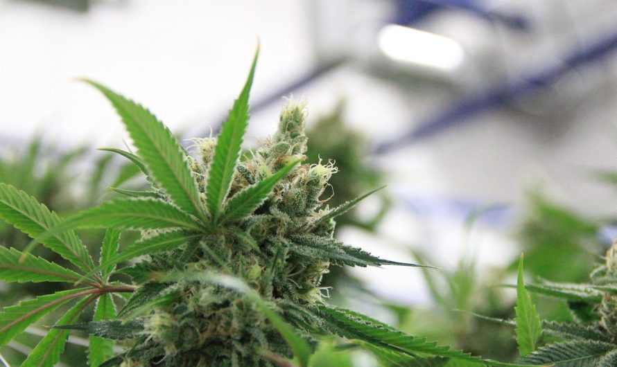 Выращивание семян марихуаны: подробное руководство