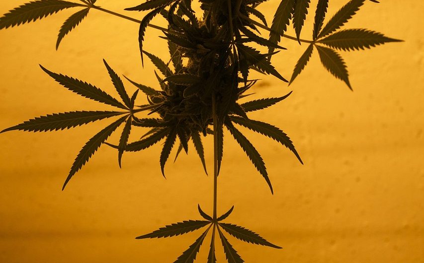 Питательная ценность и применение семян конопли