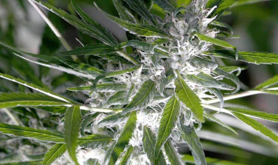 Сорт конопли Auto Trojan regular от Ganja Seeds