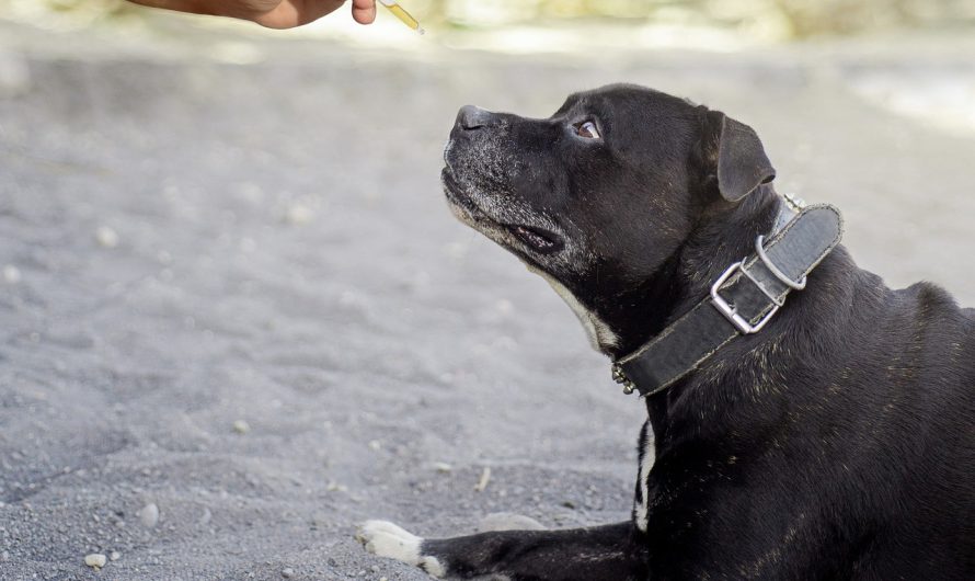 Семена конопли Auto Critical и regular Ganja Seeds сравнение и выбор