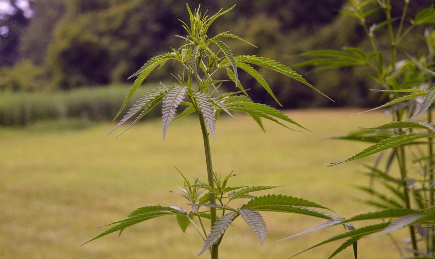 Семена конопли канабиса полезные свойства и применение