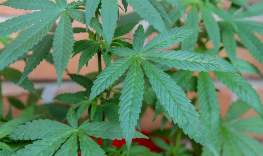 Посев семян конопли и уход за растениями