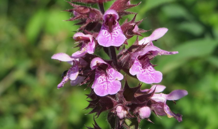 Содержание ТГК в семенах конопли