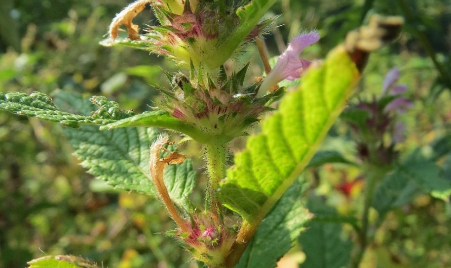 Хранение семян конопли в России и других странах