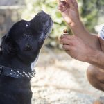 Семена конопли из Китая: качество и преимущества images269.jpg