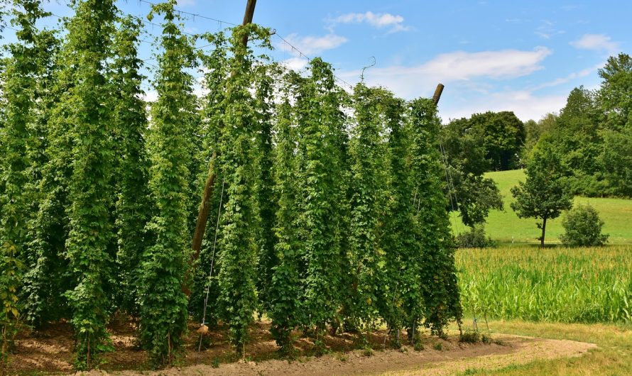 Семена конопли Green Gelato feminised от Royal Queen