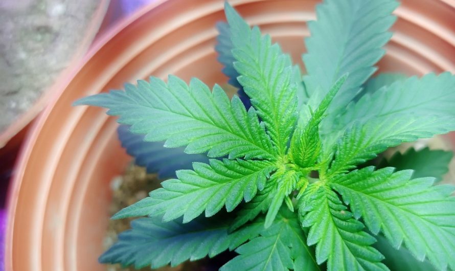 Рынок семян конопли в Рязани: перспективы и развитие