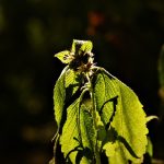 Семена конопли Snow Fruit feminised от Sweet Seeds images286.jpg