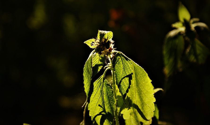 Семена конопли Snow Fruit feminised от Sweet Seeds