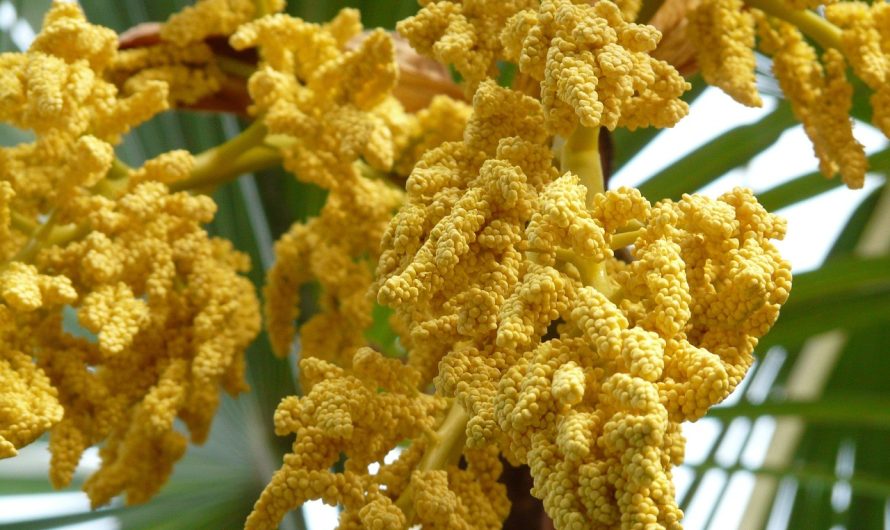 Семена конопли Auto Diesel feminised от Ganja Seeds