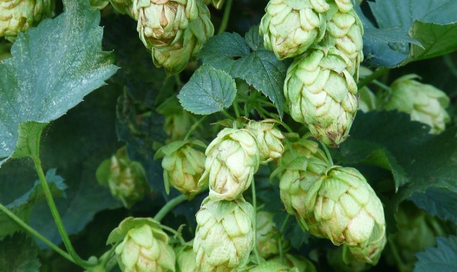 Семена конопли Widow feminised от Seedmakers Seeds