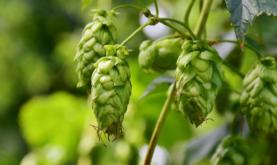 Семена конопли Super AK feminised Kannabia Seeds