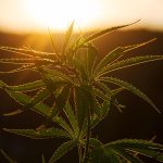 Преимущества покупки семян марихуаны в Семяныч и советы по выращиванию каннабиса images30.jpg