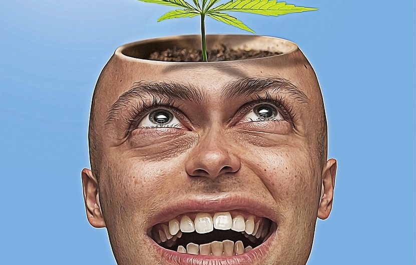 Как выбрать хороший сайт семян конопли