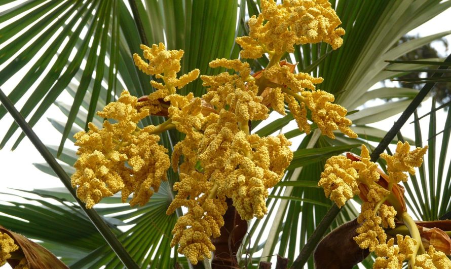 Польза и способы употребления конопляных семян