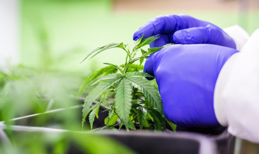 Сбор семян конопли когда и как собирать семена конопли правильно