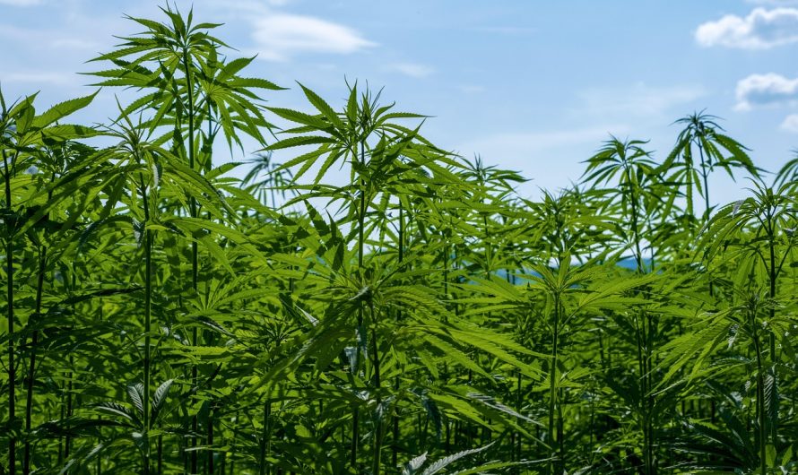 Покупка и использование семян конопли