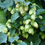 Семена марихуаны и их выращивание images308.jpg