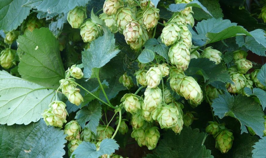 Семена марихуаны и их выращивание