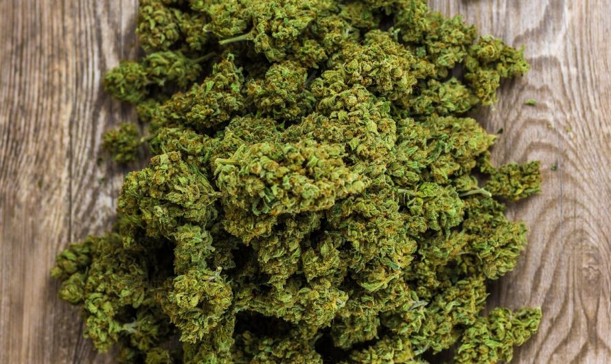 Автоцветущие семена конопли преимущества и особенности выращивания