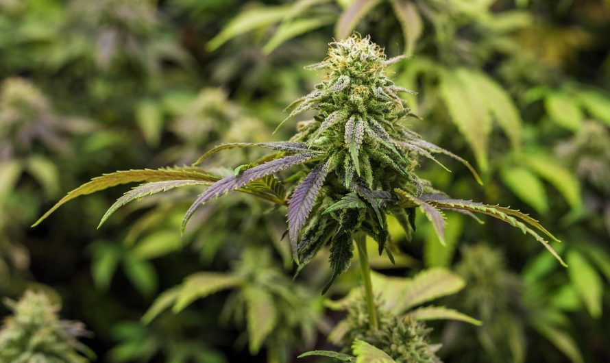 Скачивание Семян Конопли и Информация о Них