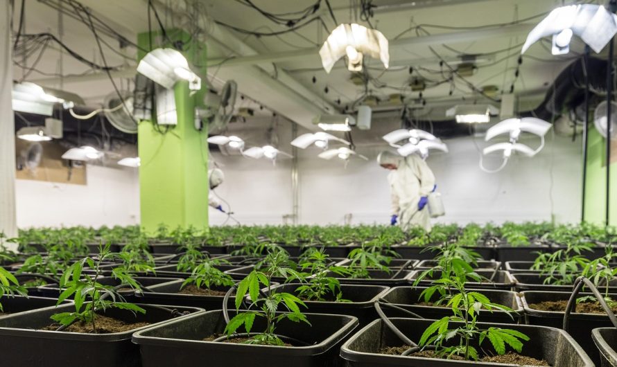 Лечебные свойства семян конопли в народной медицине