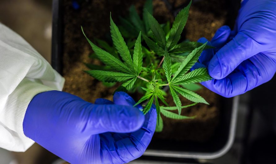 Преимущества и особенности покупки семян конопли с доставкой курьером