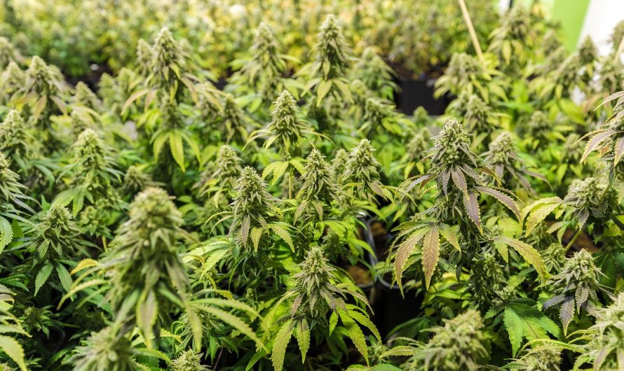 Рыболовные семена конопли эффективное средство для ловли рыбы