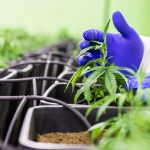 Оптимальные условия хранения семян конопли images324.jpg