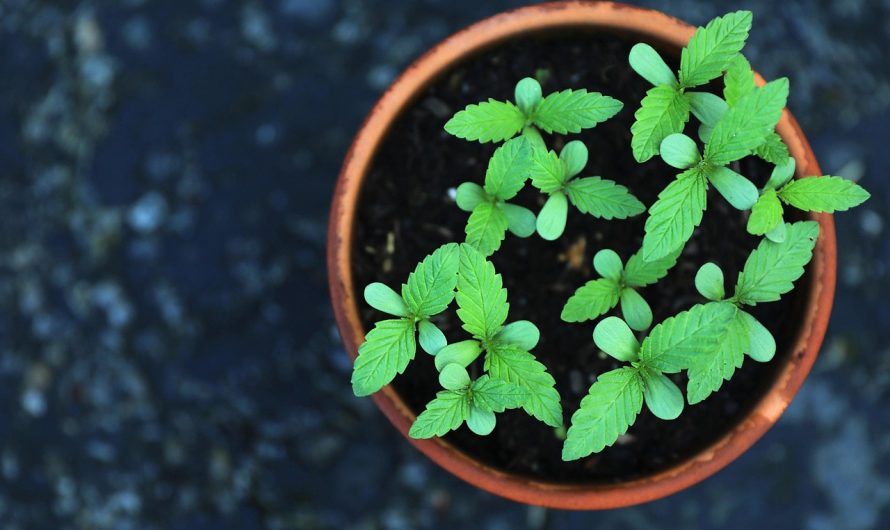 Семена конопли и их применение