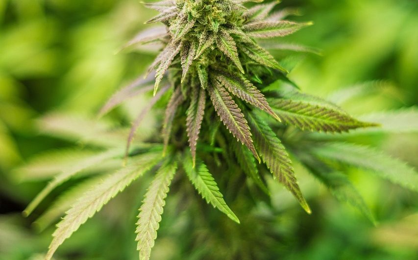 Приобретение семян марихуаны и уход за растениями