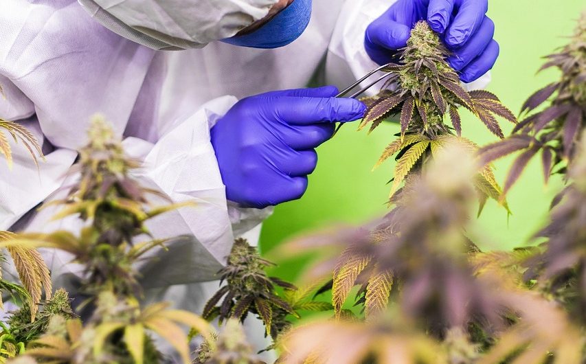 Семена конопли Auto Mass feminised от Grass-o-Matic