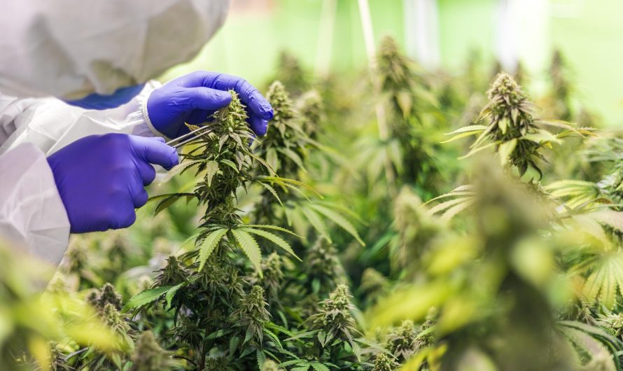 Семена конопли S.A.D. Sweet Afgani Delicious CBD feminised от Sweet Seeds