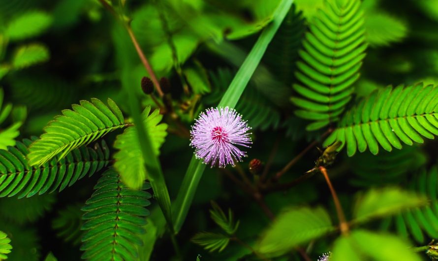 Автоцветущие семена конопли особенности и преимущества