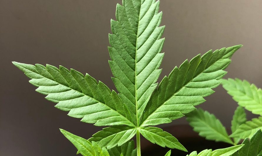 Выращивание конопли из семени