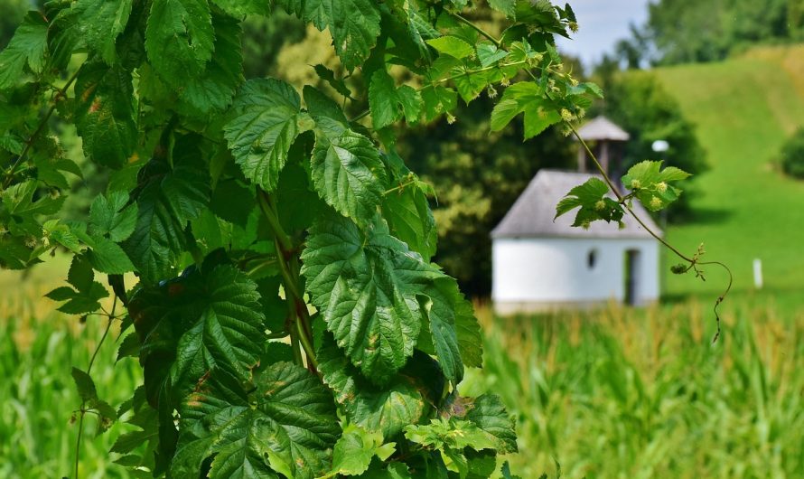 Техническая конопля и ее применение