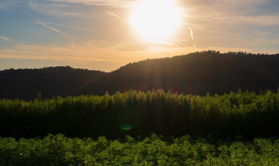 Семена конопли Auto New York Diesel feminised от Ganja Seeds