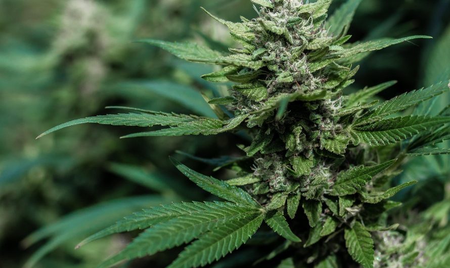 Семена конопли в Кирове: особенности приобретения и использования