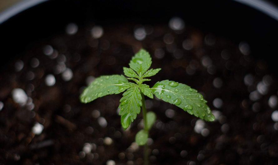 Семена конопли Auto Wembley feminised от Pyramid Seeds