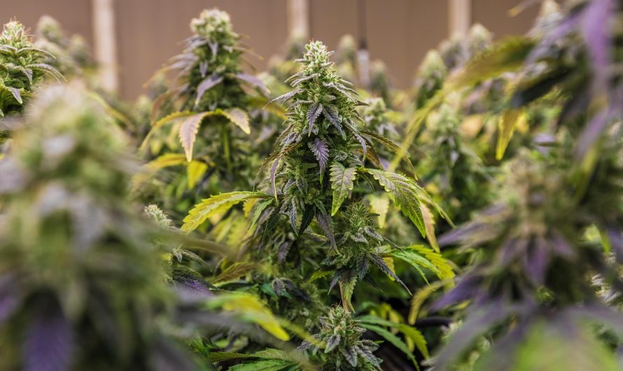 Семена конопли Super Silver Haze feminised от Green House Seeds