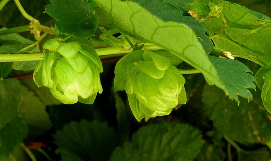 Семена конопли OG Kush feminised от Ganja Seeds