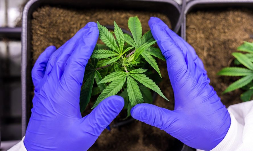 Семена конопли: особенности покупки и выращивания