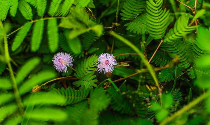 Покупка семян марихуаны в России