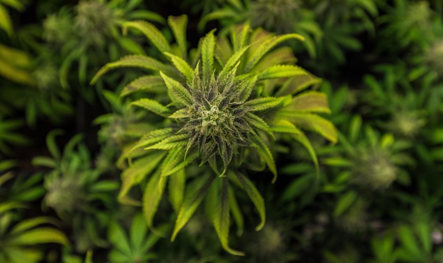 Жареные семена конопли польза и где купить