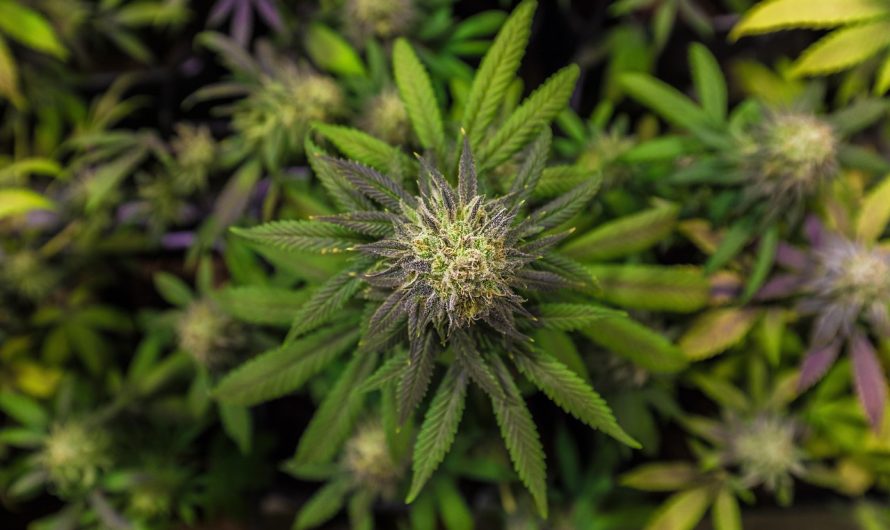 Где купить семена конопли в Донецке