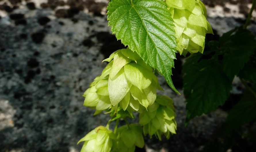 Семена конопли в Аюрведе: целебные свойства и применение